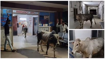 UP Hospital Bull Video Stray Bulls Roam Emergency Ward As Patients Panic Run For Safety