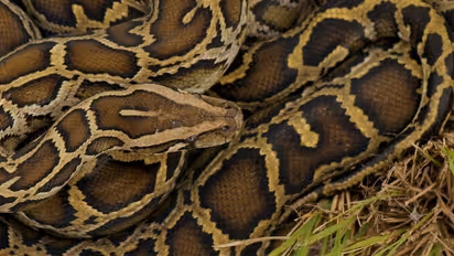 Male Burmese Pythons