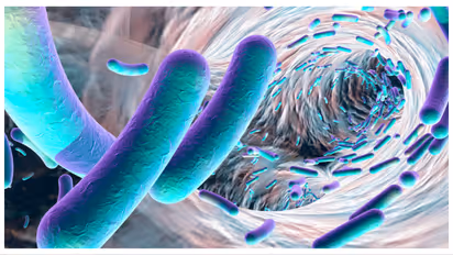 shigella