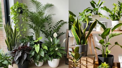 PLANT DECOR