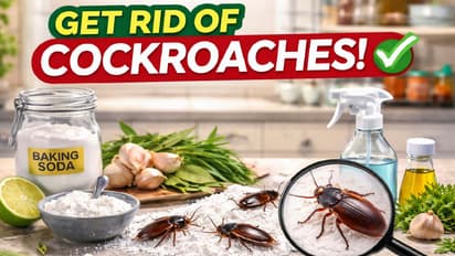 cockroaches