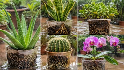 Monsoon Plant Care