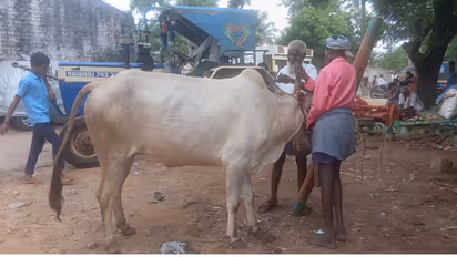 Traditional Bull Horn Craft in Karnataka Fades Away 74-Year Old Artisan Noor Saheb Keeps the Heritage Alive