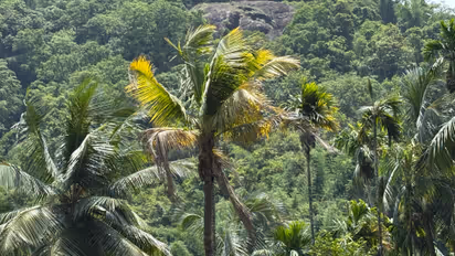 മഞ്ഞളിപ്പ് രോഗം