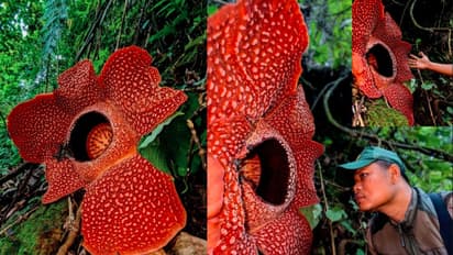Rafflesia hasseltii world largest flower