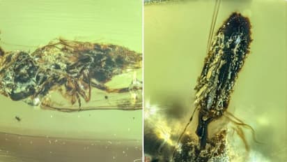 Zombie fungus bursts out of insect heads