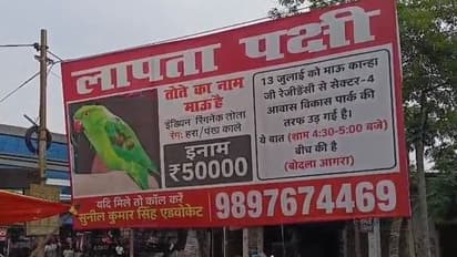 Missing Parrot Agra