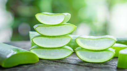 aloe vera