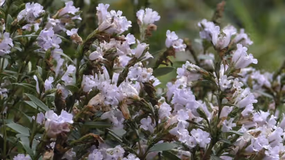 neelakurinji