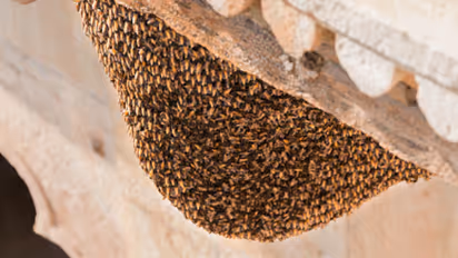 wasp nest