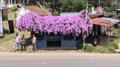 wayanad nambikolli busstop