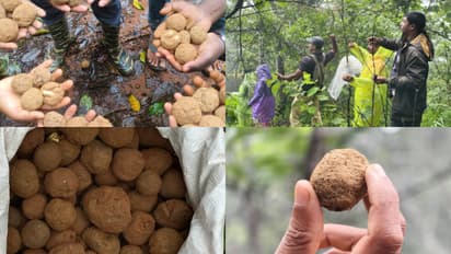 wayanad forest department seed ball