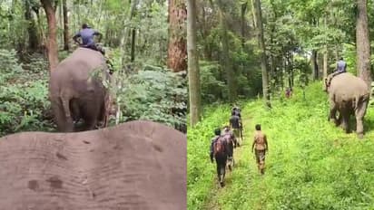 moodakolli kumki elephants