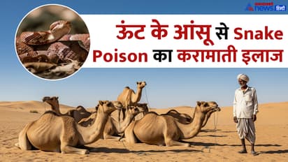 camel tears used to treat snake poison
