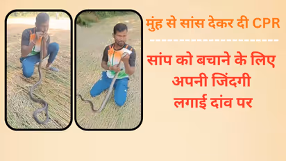 valsad news wildlife rescuer a new life to a snake by CPR in Gujarat