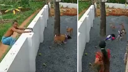 dog and cat bites case in Kerala Kannur 