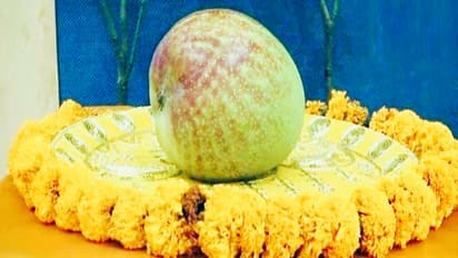 world most expensive mango Miyazaki