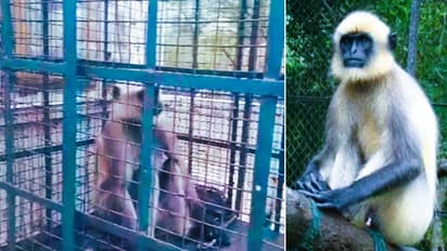 World most wanted terrorist langur