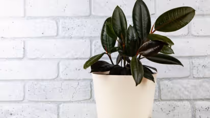 Positive energy plants Vastu