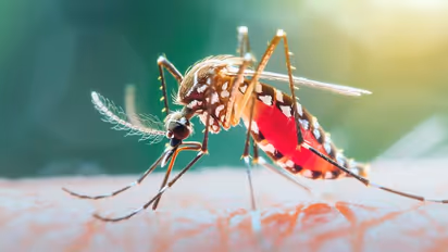 malaria warning signs in children