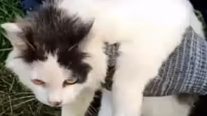 Russian Feline Caught Carrying Drugs Into Prison