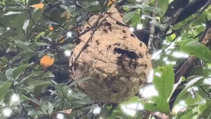 beehive