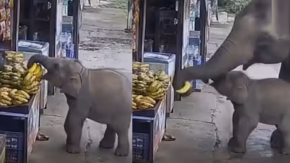 Baby Elephant Stealing Bananas