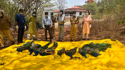 Tumakuru peacock deaths Tumakuru peacock deaths