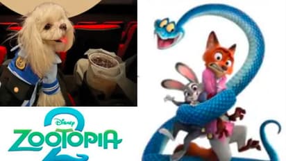 Animated movies shows to pet dogs in china theatre