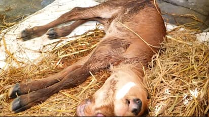 rare calf with many face