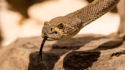 rattle snake