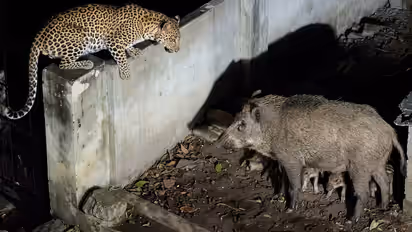 Fearless Wild Boar Mom Battles Leopard To Protect Her Cubs, Video Wins Hearts Online