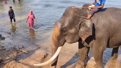 Elephant Spots Woman, Stops Just In Time To Avoid A Scary Collision; Internet Amazed By Its Quick Thinking