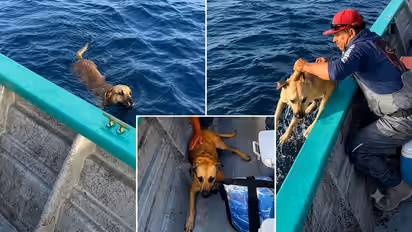 Fishermen Spot Dog Paddling In Open Sea, Rescue It And Help Reunite It With Owner