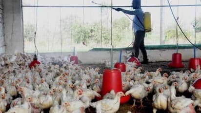 Avian influenza: 65 poultry birds found dead in Maharashtra's Jalgaon