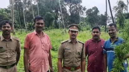 cannabis plants found and destroyed by excise team in kottarakkara pulamann