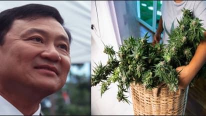 thailand weed business