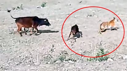 cow attacks tiger copy