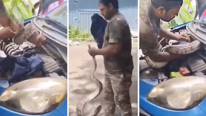 Python Found Inside Car Bonnet In Mumbai's Dahisar West, Viral Video Leaves Locals Stunned