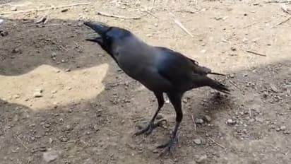 talking crow from palghar
