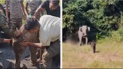 Elephant Calf Waits 7 Hours For Mother After Rescue, Reunion Video Wins Hearts