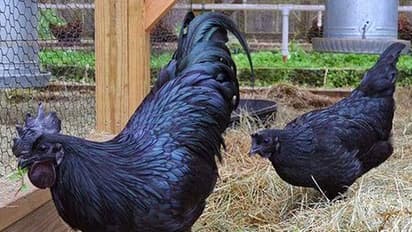 ಈ ಕೋಳಿ ನೋಡೋಕೆ ಮಾತ್ರ ಕಪ್ಪಲ್ಲ; ಮೊಟ್ಟೆ ಮಾಂಸವೂ ಕಪ್ಪೇ!