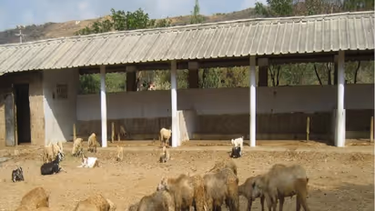 செம்மறியாடு வளர்ப்பு மற்றும அதன் பயன்கள் பற்றி ஒரு அலசல்...