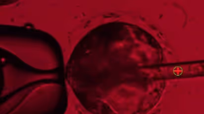 Baby without egg and sperm! Scientists create 'synthetic' human embryos in major breakthrough