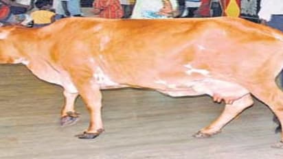 பசுவின் பால் உற்பத்தியை இயற்கை வழியில் பெருக்க வேண்டுமா? அப்போ இந்த வழிகளைப் பின்பற்றுங்கள்…