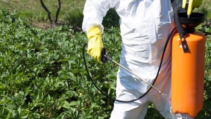 பயறு வகை பயிர்களை இந்த புழுக்கள்தான் அதிகம் தாக்கும்... 