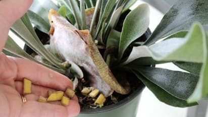 வாழைப்பழத் தோல்களை தாவரங்களுக்கு உரமாகப் பயன்படுத்தலாம். எப்படி? 