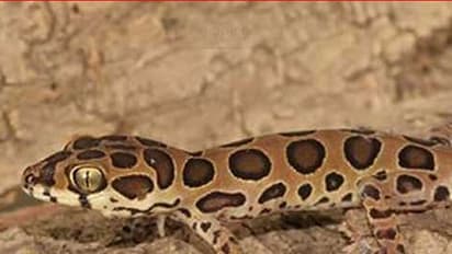 ಹೊಸ ಹಲ್ಲಿ ತಳಿಗೆ ಬೆಂಗಳೂರು ವಿಜ್ಞಾನಿಯ ಹೆಸರು