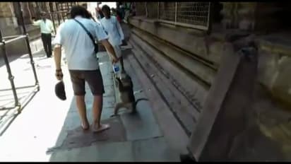 ವಿಶ್ವ ಪ್ರಸಿದ್ಧ ಹಂಪಿಯಲ್ಲಿ ಹನಿ ನೀರಿಗೂ ಅಭಾವ; ನೀರಿಗಾಗಿ ಮೂಕಪ್ರಾಣಿಗಳ ಪರದಾಟ