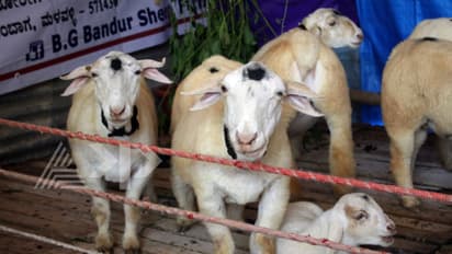 ಕ್ಯಾಮೆರಾ ಕಣ್ಣಿನಲ್ಲಿ ಕೃಷಿ ಮೇಳ